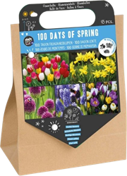 100 Tage Frühling - 45 Blumenzwiebeln