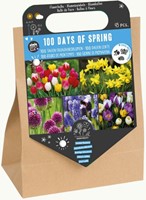 100 Tage Frühling - 45 Blumenzwiebeln