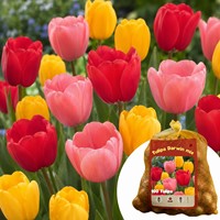 100 Tulpen Darwin Mischung - Tulipa