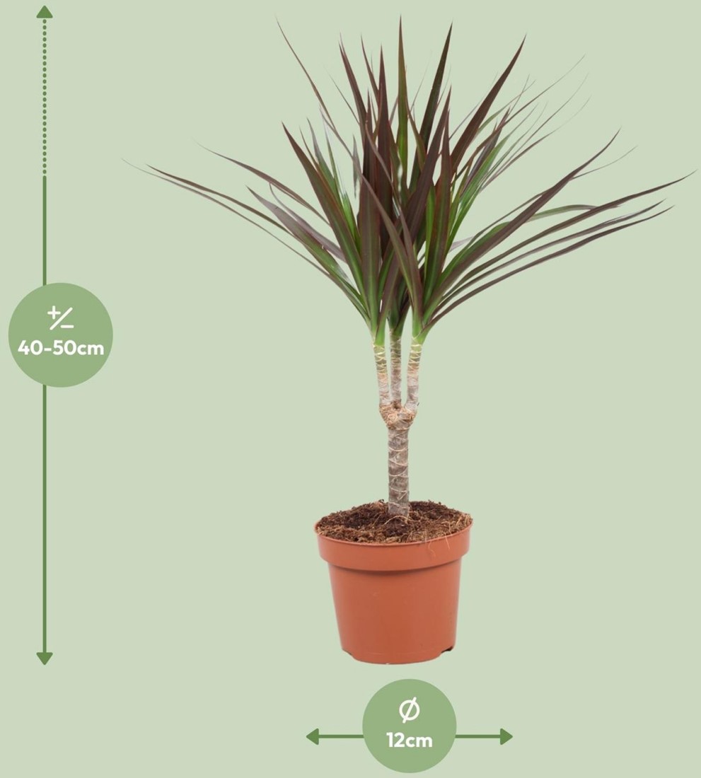 Dracaena Magenta - 12cm - 50cm kaufen? Schnelle Lieferung und gnstige  Preise bei Blumenzwiebelnversand.de