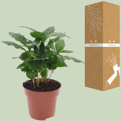 Koffieplant Coffea Arabica - Ø12cm - 30cm-2