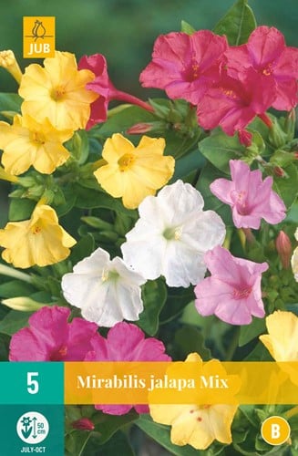 Mirabilis Jalapa Mix - Wunderblume
