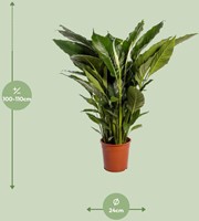 Spathiphyllum Sweet Sebastiano - Ø24cm - 110cm-2