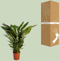 Spathiphyllum Sweet Sebastiano - Ø24cm - 110cm-3