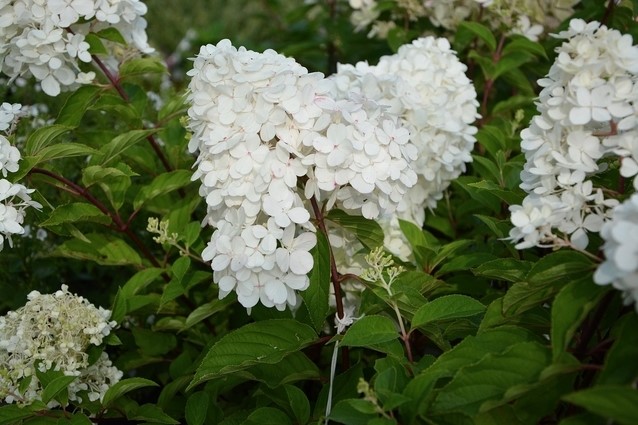 Hydrangea grandiflora discount