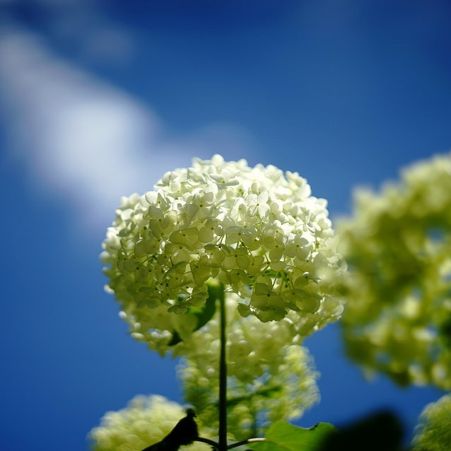Hortensia Annabelle Hydrangea arborescens