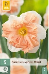 Narcissus Apricot Whirl – Narzisse