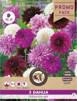 Dahlien Fernanda Mischung-2
