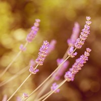 Lavendel Rosea - Lavandula angustifolia (Sixpack)-2
