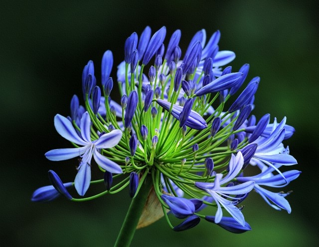 Agapanthus Pflege