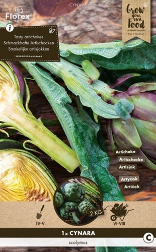 Artischocke - Cynara Scolymus