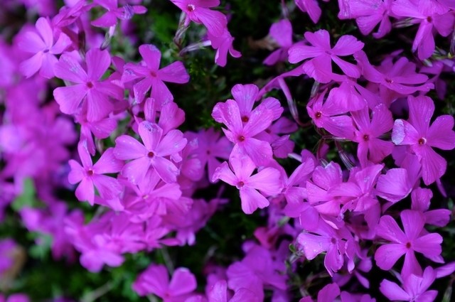 Flammenblumensaat