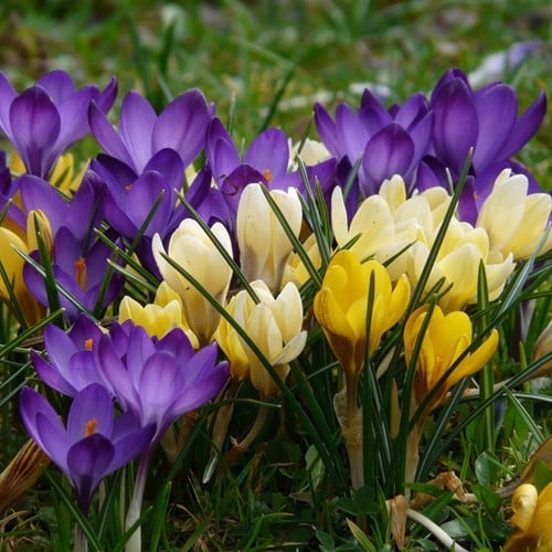 Krokus Botanisch Mischung - Crocus XL-Großpackung