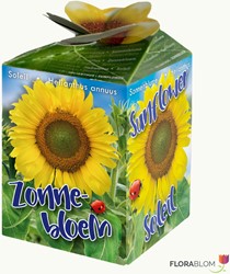 Sonnenblume Ecogeschenke Greengift
