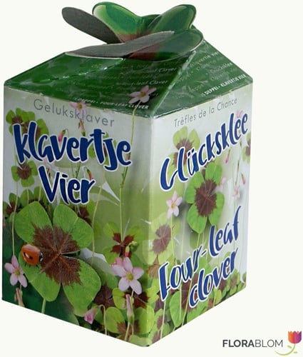Vierblättrigen Kleefarn Ecogeschenke