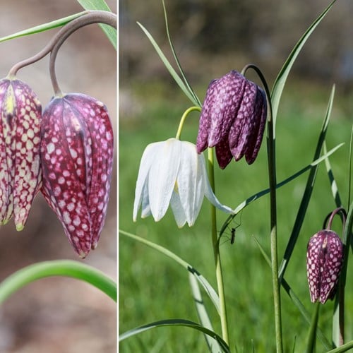 Fritillaria Meleagris Misschung - Schachbrettblume