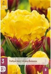 Tulipa Ice Cream Banana - Gefüllte Tulpe
