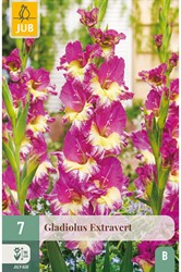 Gladiole Extravert - Gladiolus