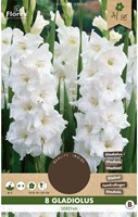 Gladiolus Serena - Gladiolen Wit-2