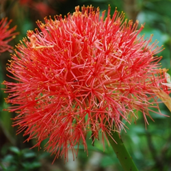 Blutblume - Scadoxus multiflorus