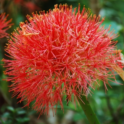 Blutblume - Scadoxus multiflorus