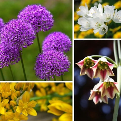 Alliums Fantasy Mix XL-Packung - Zierlauch