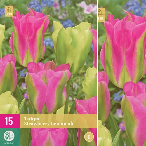 Tulpen viridiflora Strawberry Lemonade