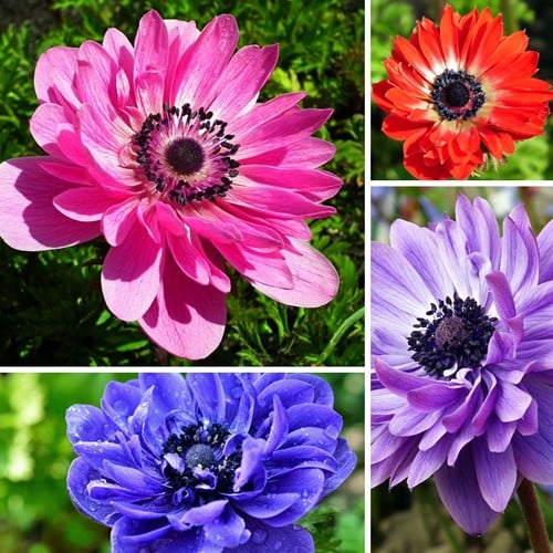 Anemone St. Brigid Mischung