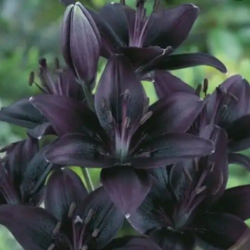 Lilium Asiaticus Schwarz - Lilie (Großpackung)