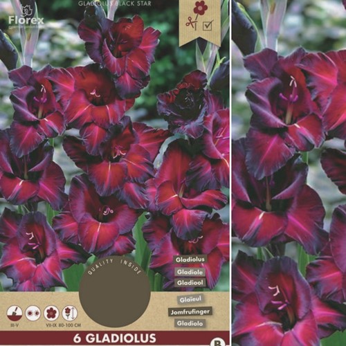 6x Gladiolus Black Star - Schwertblume