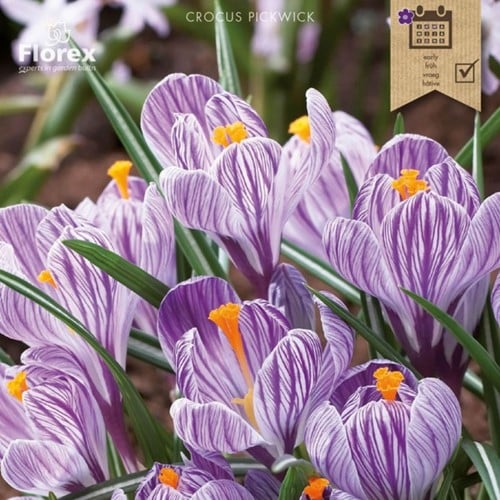 Krokus Pickwick - Crocus vernus