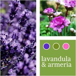 Pflanzenmischung Lavendel & Armeria maritima