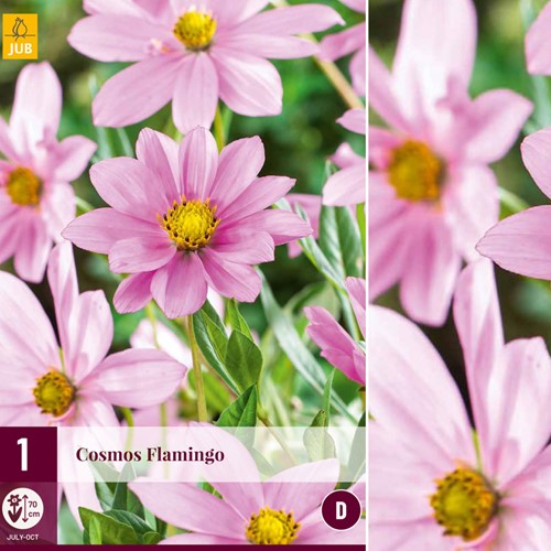 Schmuckkörbchen Flamingo – Cosmos peucedanifolius