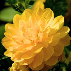 Dahlia Decoratief Glory of Heemstede