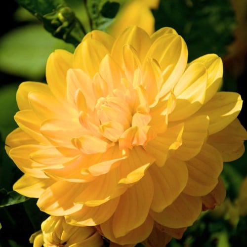 Dahlie Decoratief Glory of Heemstede