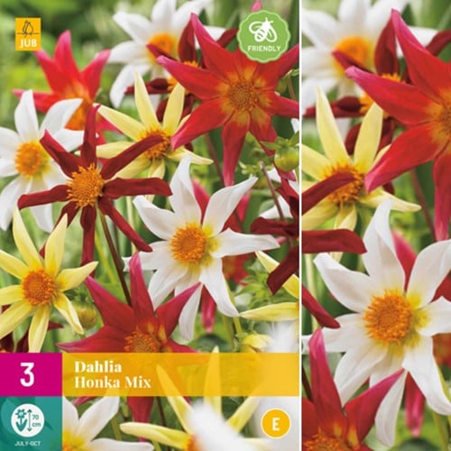 Dahlia Honka Mix - Dahlien