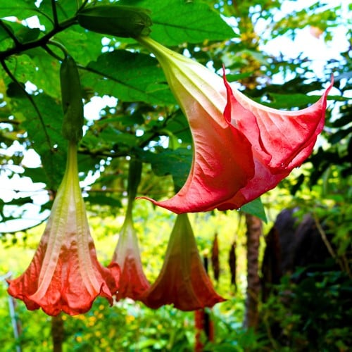Engelstrompete Rot - Brugmansia (Topfpflanze)