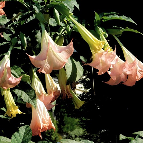 Engelstrompete Rosa - Brugmansia (Topfpflanze)