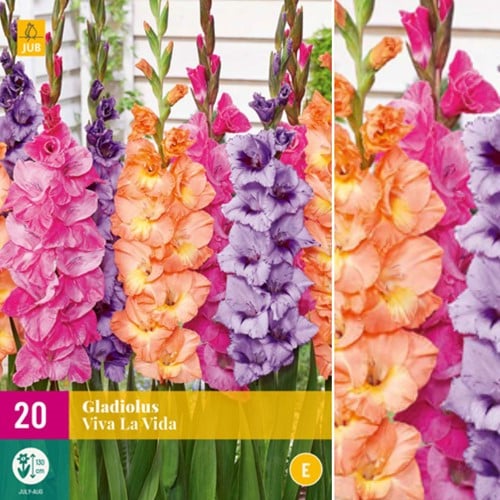 Gladiolus Viva la Vida – Schwertblume