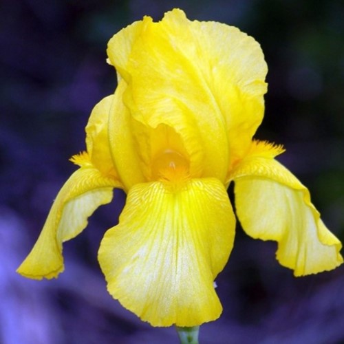 Iris Germanica Goldfackel - Schwertlilie (Sechserpack)