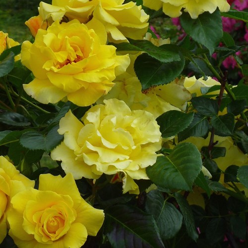Kletter-Rose Golden Climber - Rosa