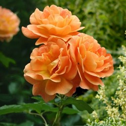 Rosa Orange Climber - Kletter Rose