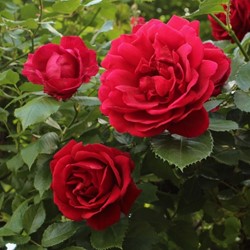 Rosa Red Climber - Kletter-Rose