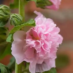 Stockrose Rosa - Alcea Rosea