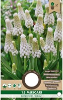 Traubenhyazinthe Botryoides Album - Muscari-2
