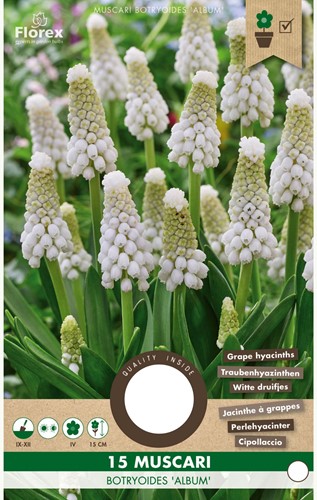 Traubenhyazinthe Botryoides Album - Muscari-2
