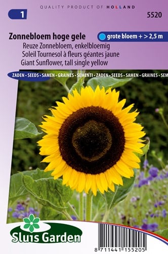 Sonnenblume Hohe gelbe