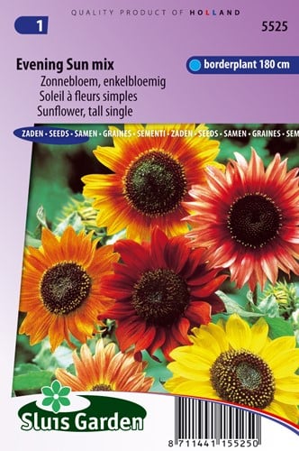 Sonnenblume Abendsonne mix