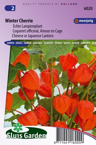 Blasenkirsche Winter Cherrie - Physalis