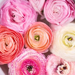 Ranunkel Mischung kaufen? Schnelle Lieferung und gnstige Preise bei  Blumenzwiebelnversand.de